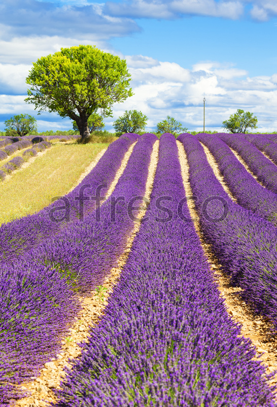 ID13445 | Pictures of Nature  | Lavender field | Affresco Factory