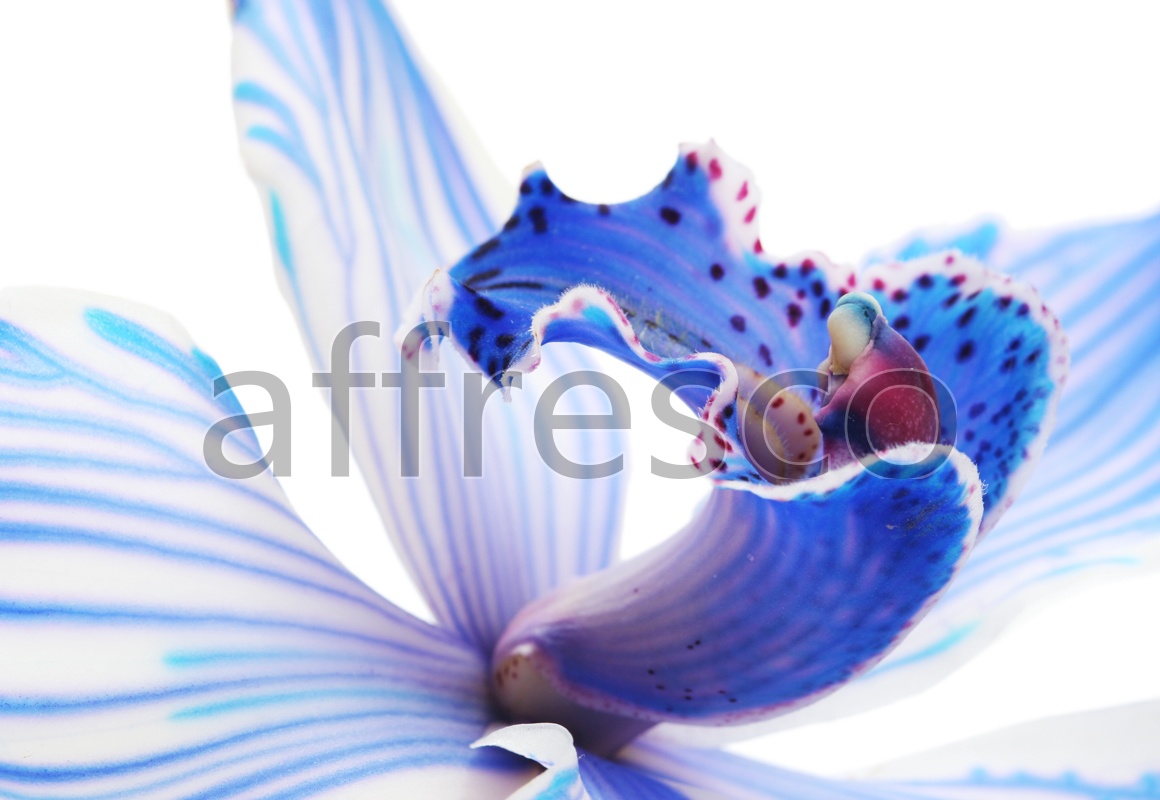 ID12638 | Flowers | iris macro | Affresco Factory