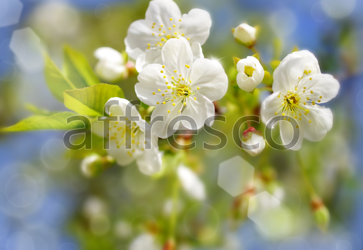 ID11822 | Flowers | white sakura flowers | Affresco Factory