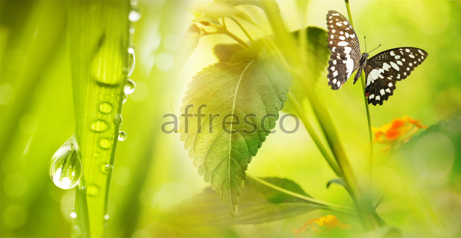 ID13127 | Flowers | butterfly macro | Affresco Factory