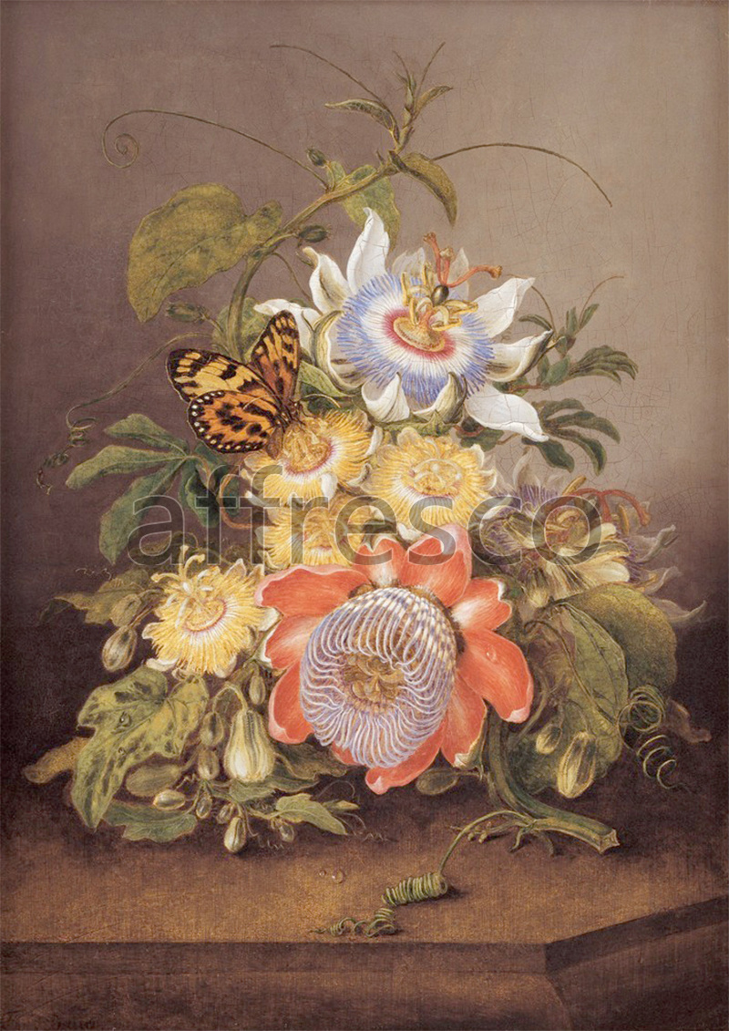 Still life | Ferdinand Bauer Passionflowers | Affresco Factory