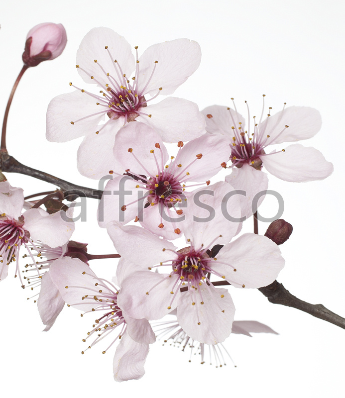 ID12708 | Flowers | branch with white flowers | Affresco Factory
