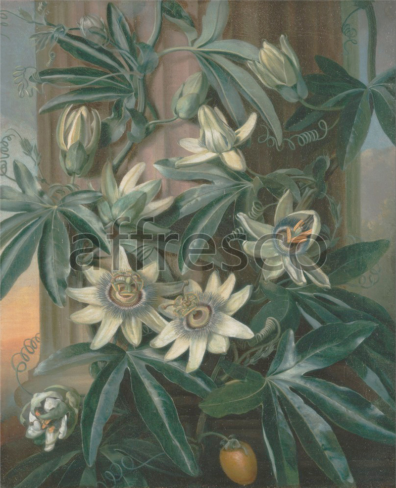 Still life | Philip Reinagle Blue Passion Flower for the Temple of Flora by Robert Thornton | Affresco Factory