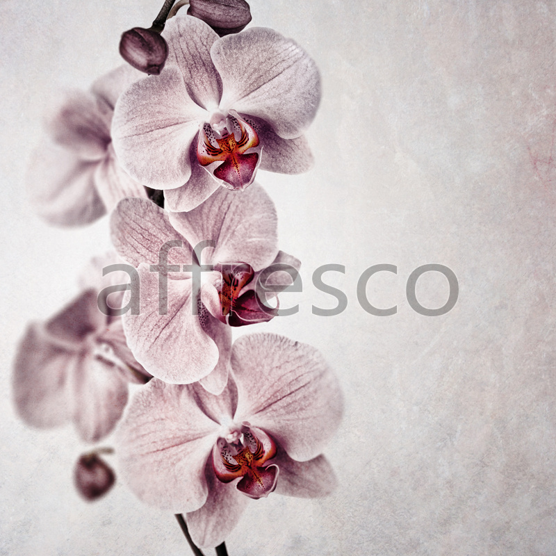 ID13319 | Flowers | orchid flowers | Affresco Factory