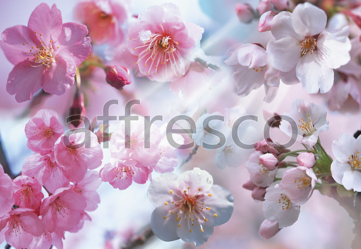 7066 | Flowers | sunny Oriental cherry | Affresco Factory