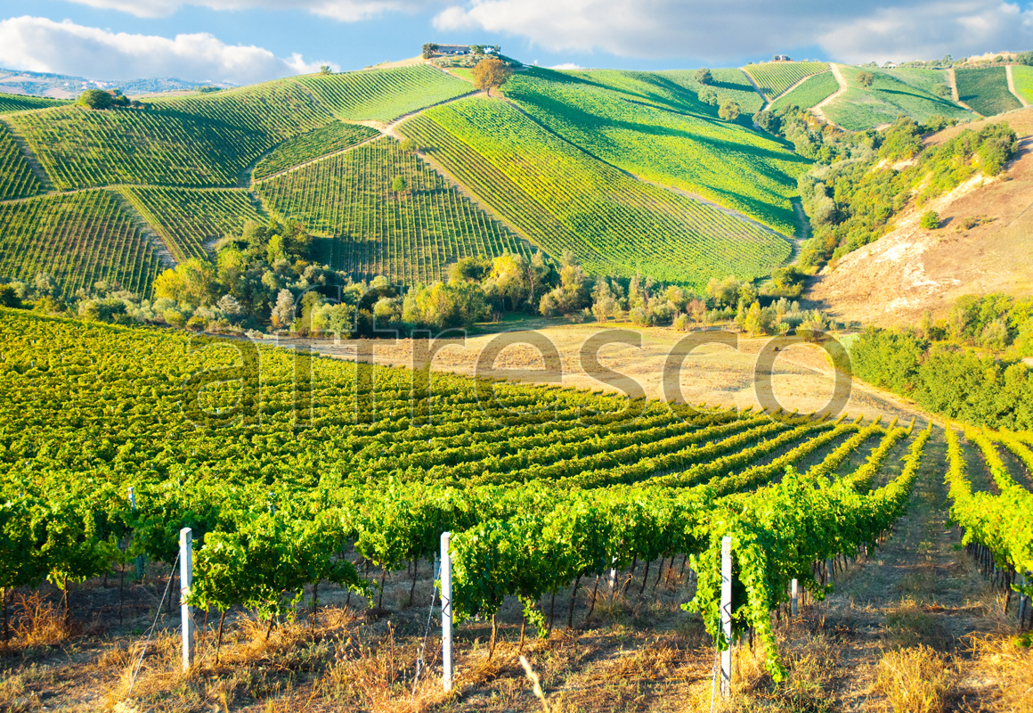 ID13447 | Pictures of Nature  | Vineyard at the hill | Affresco Factory