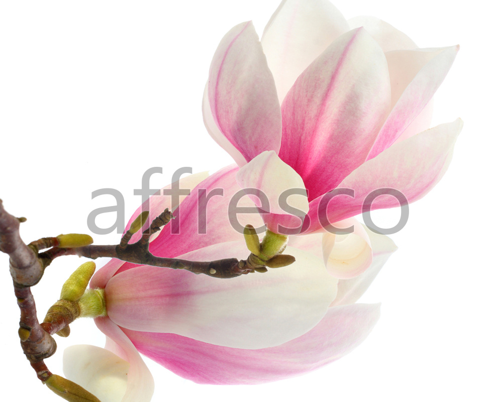ID12826 | Flowers | delicate magnolia | Affresco Factory