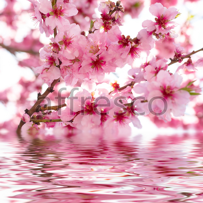 ID12660 | Flowers | sakura by the water | Affresco Factory