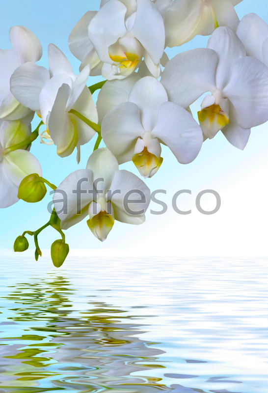 7225 | Flowers | branch of white orchid over water | Affresco Factory