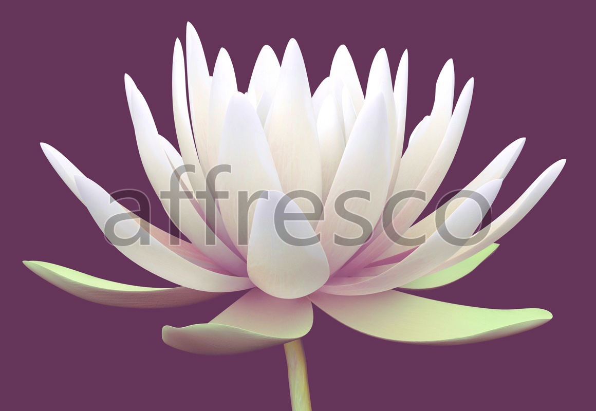 7202 | Flowers | white lotus | Affresco Factory