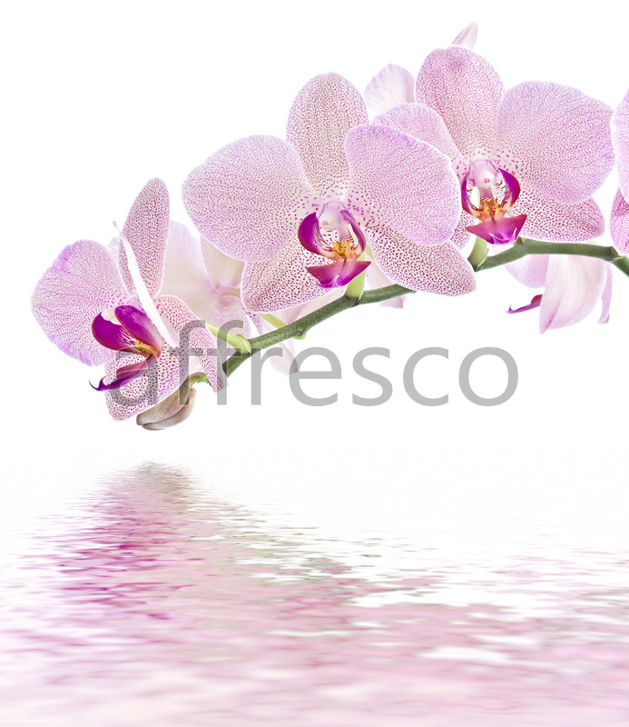 ID11752 | Flowers | orchid branch above the water | Affresco Factory