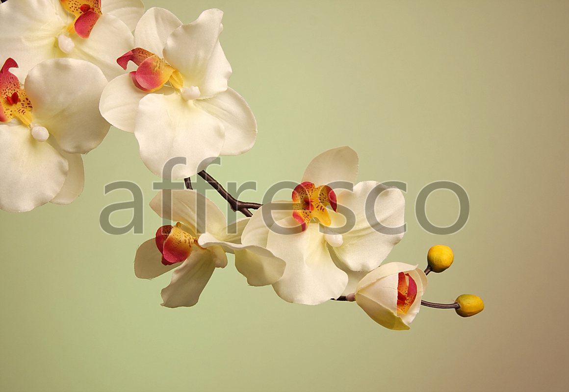 ID12687 | Flowers | flower branch with buds | Affresco Factory