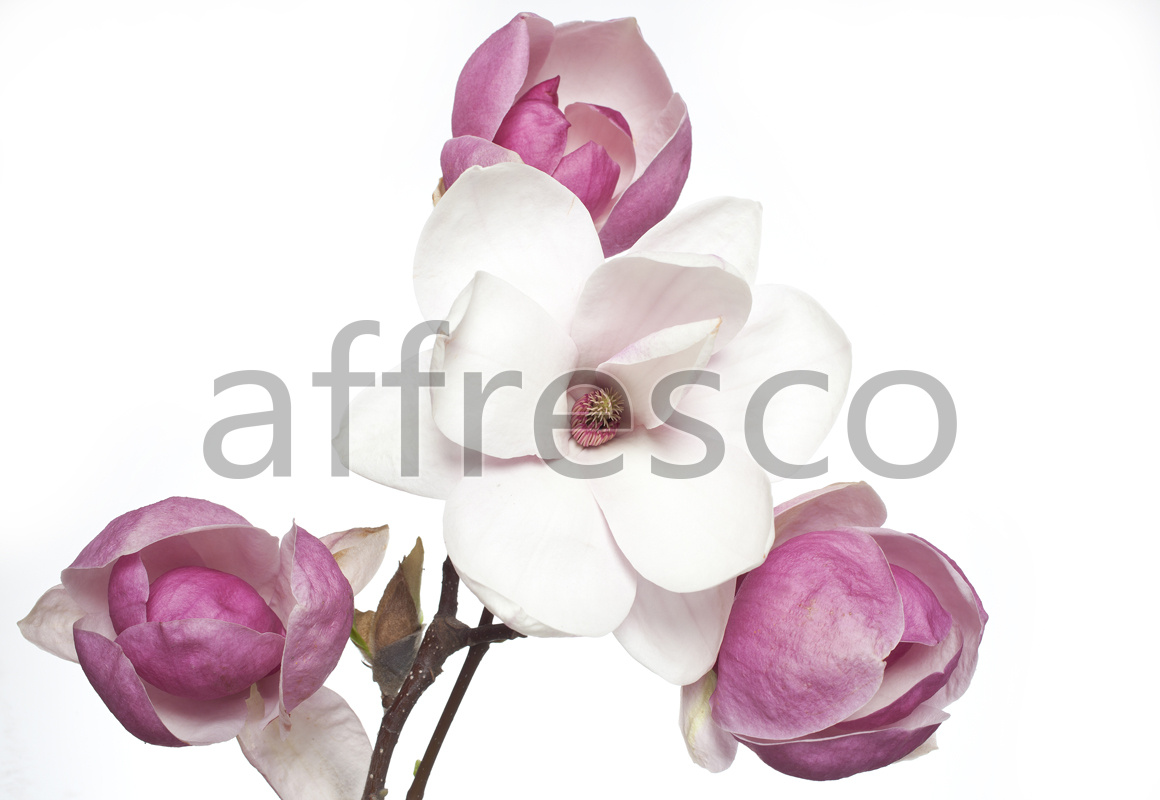 ID12780 | Flowers | magnolia flower | Affresco Factory