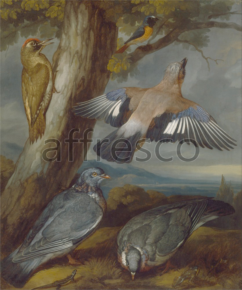 Paintings of animals | Francis Barlow Jay Green Woodpecker Pigeons and Redstart | Affresco Factory