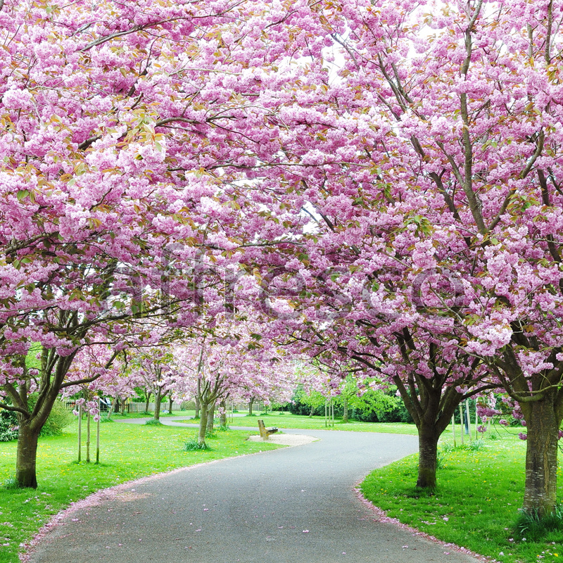 ID13410 | Pictures of Nature  | Blossoming trees in park | Affresco Factory