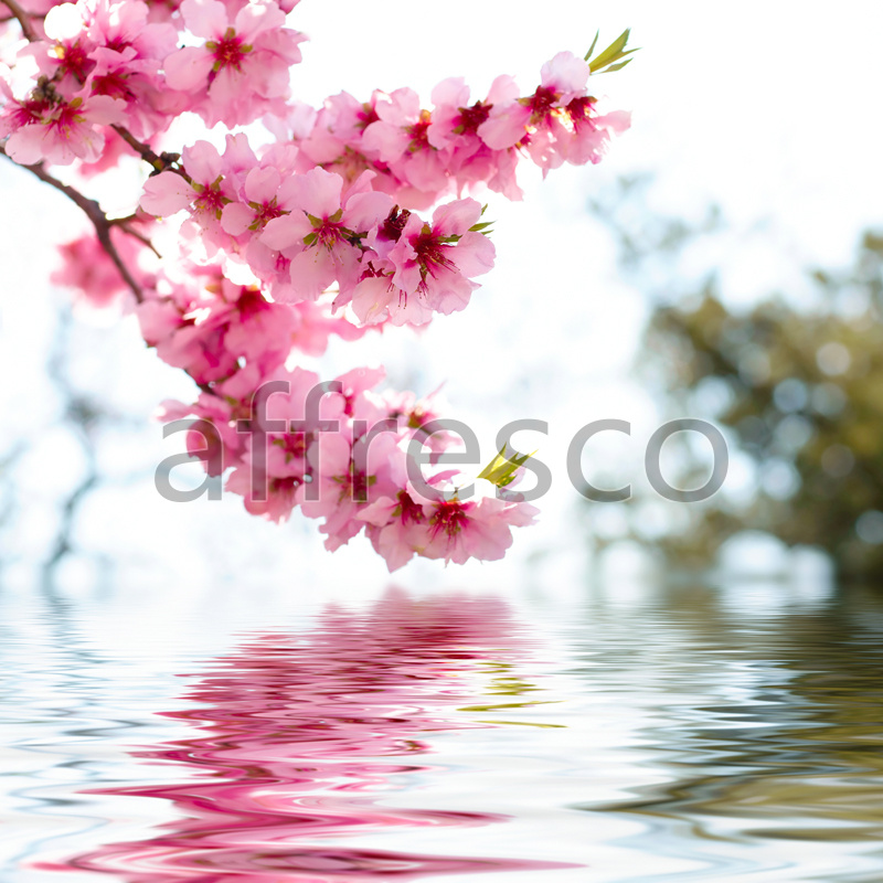 ID12659 | Flowers | sakura branch above water | Affresco Factory