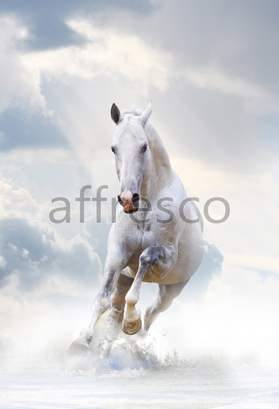 ID10769 | Animals | Белая лошадка | Affresco Factory