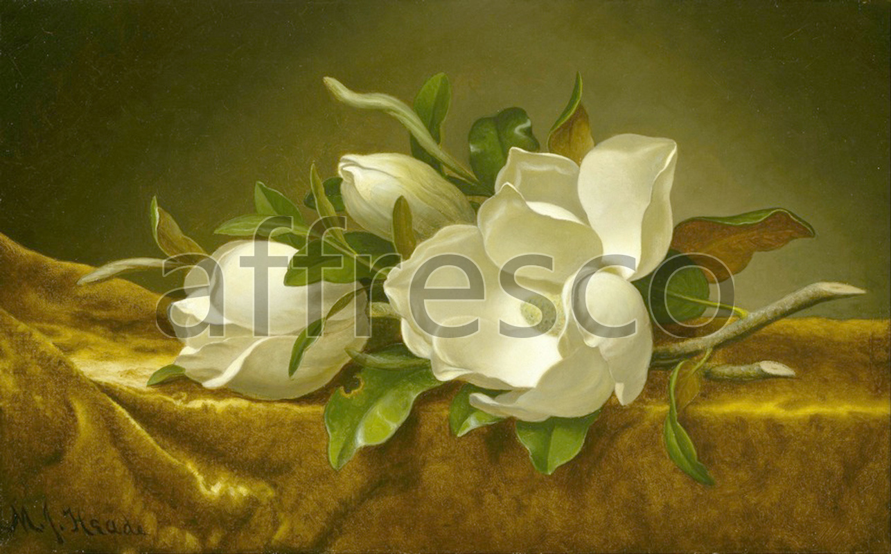 Still life | Martin Johnson Heade Magnolias on Gold Velvet Cloth | Affresco Factory