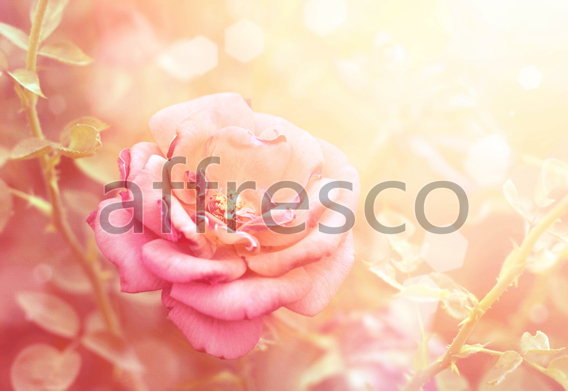 ID11723 | Flowers | pink flower | Affresco Factory