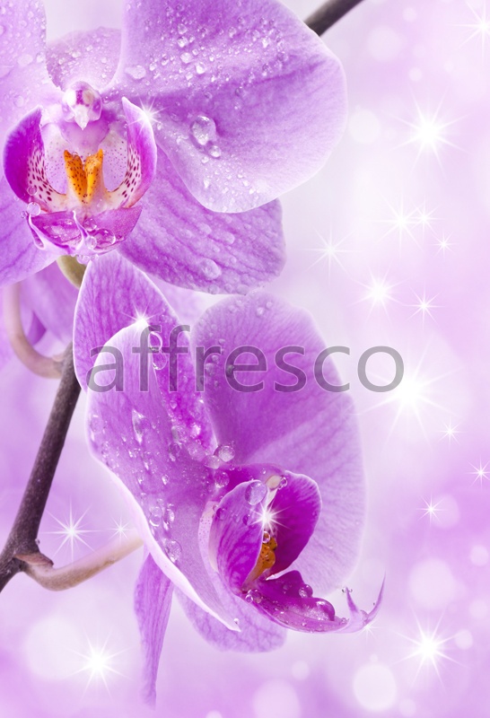 ID11759 | Flowers | drops on purple flower | Affresco Factory