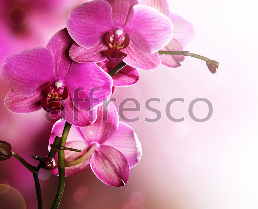 ID12703 | Flowers | orchid branch macro | Affresco Factory
