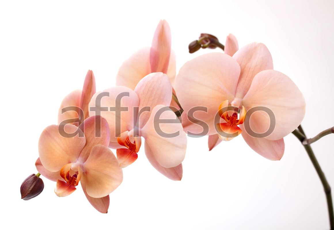 7224 | Flowers | branch of a pink orchid | Affresco Factory