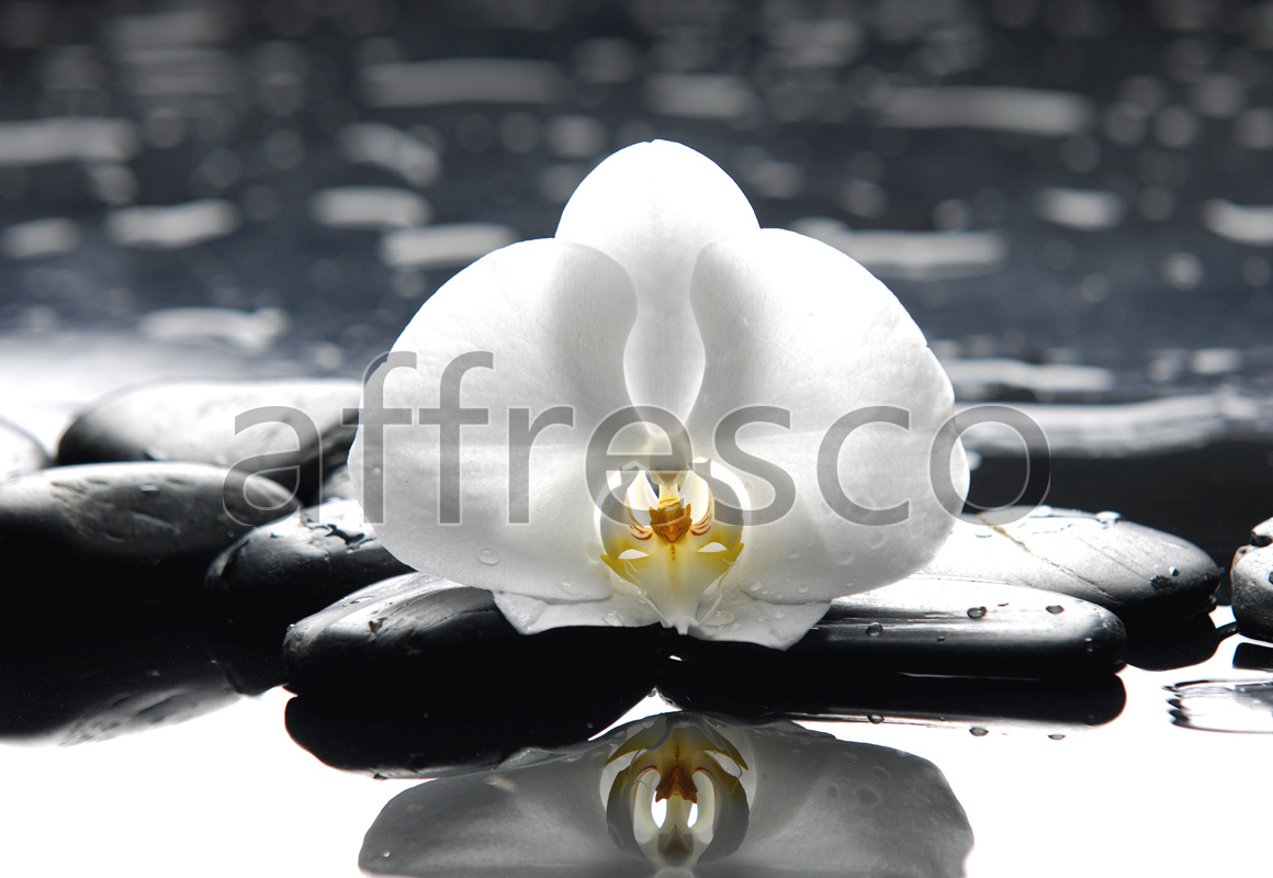 ID12710 | Flowers | stones and orchid flower | Affresco Factory