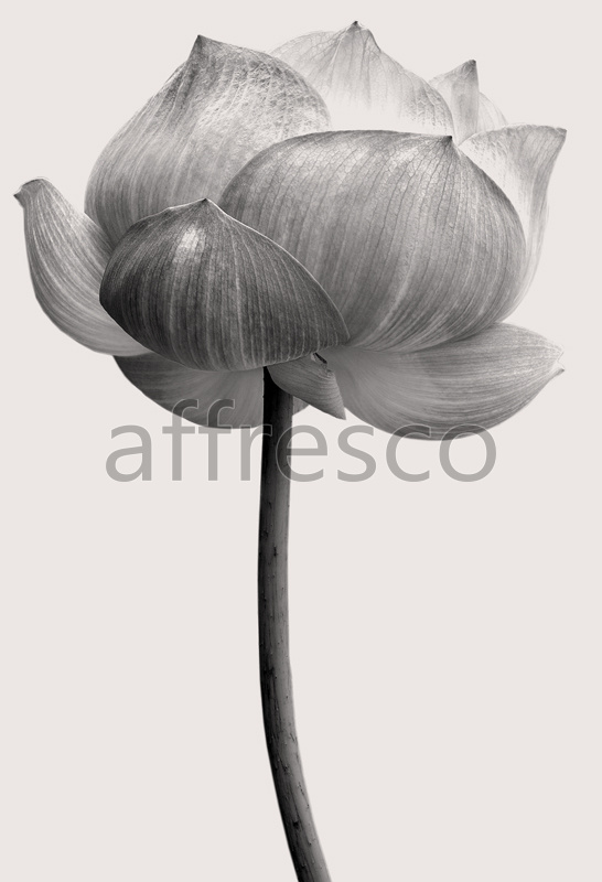 ID12813 | Flowers | flower bud | Affresco Factory