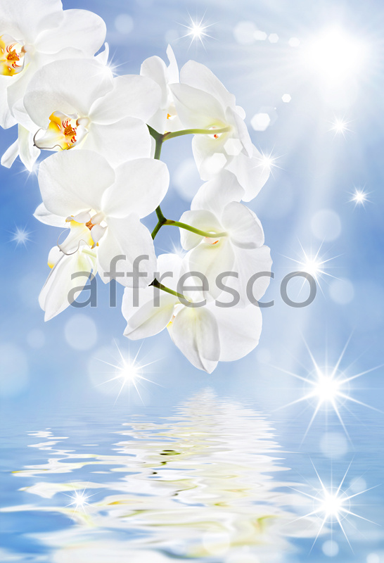 ID11769 | Flowers | white orchid reflection | Affresco Factory