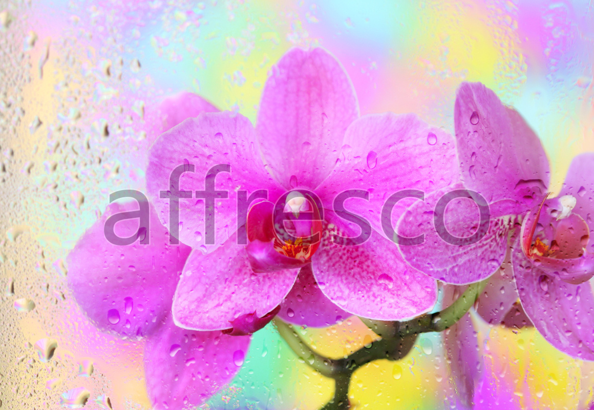 ID11745 | Flowers | drops orchid | Affresco Factory