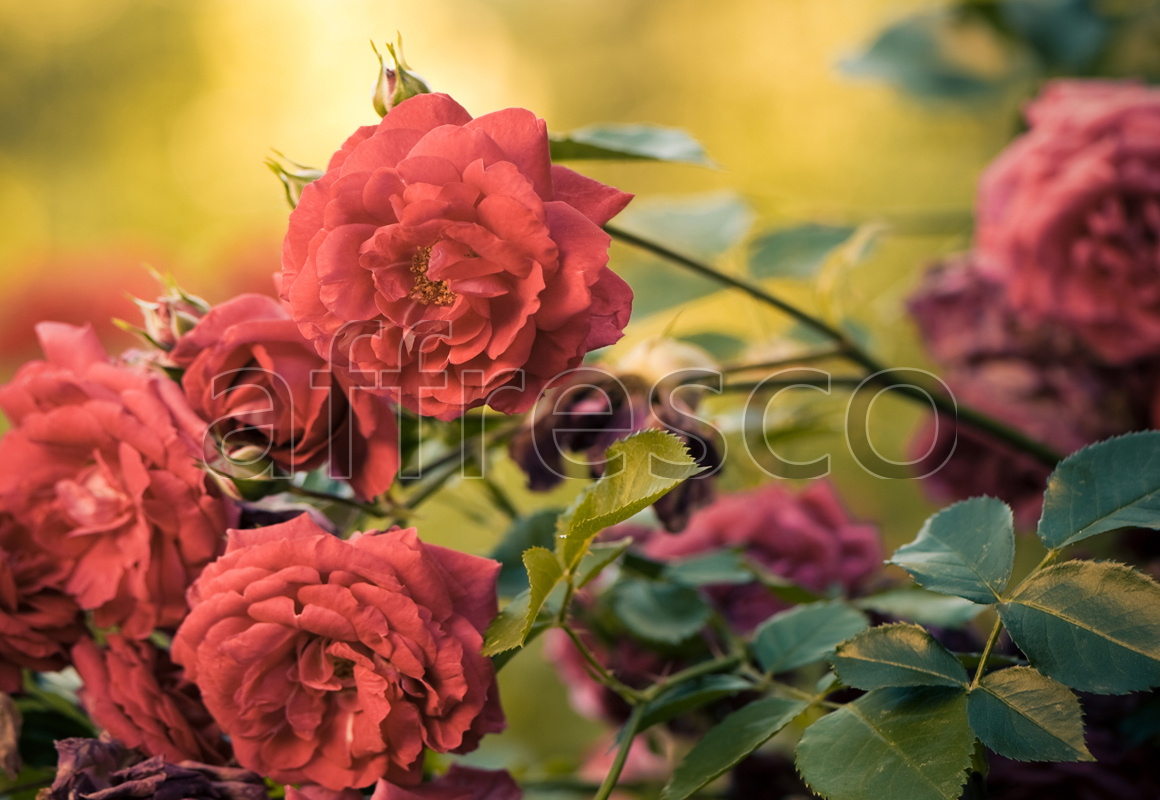 ID11708 | Flowers | brach of wild rose | Affresco Factory
