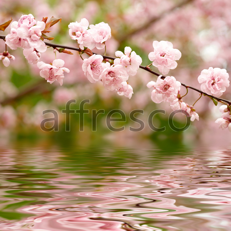 ID12656 | Flowers | pink sakura by the water | Affresco Factory