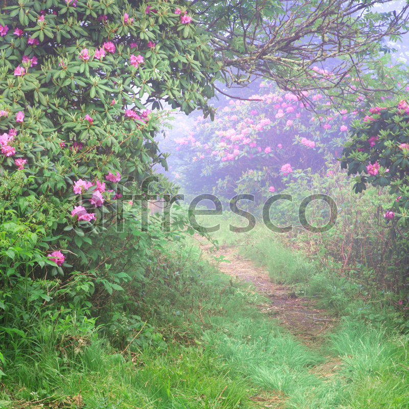 ID13471 | Pictures of Nature  | Path | Affresco Factory