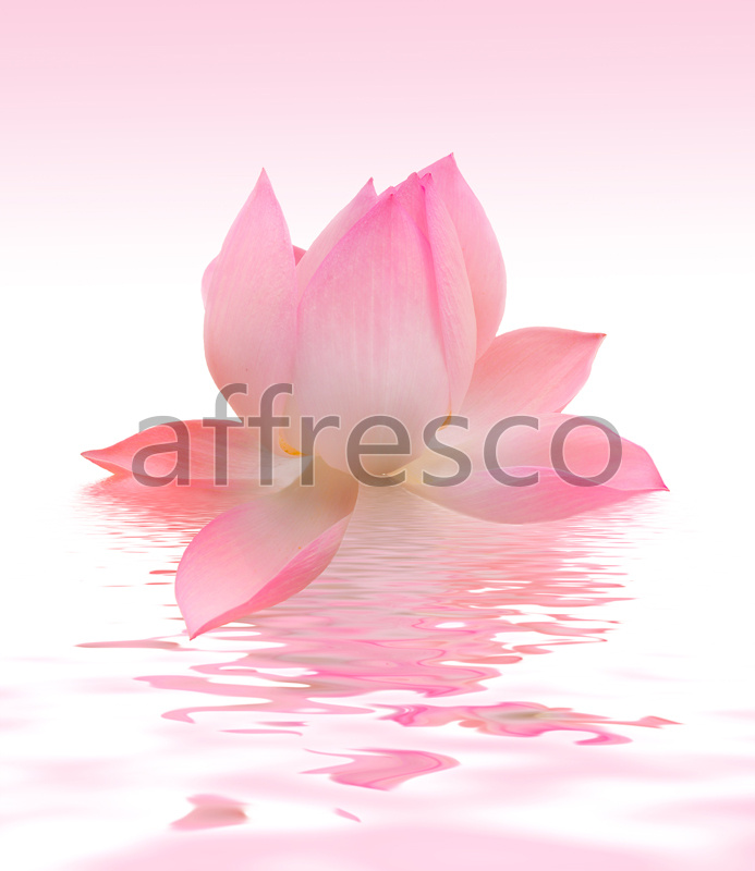 ID12645 | Flowers | lotus reflected | Affresco Factory
