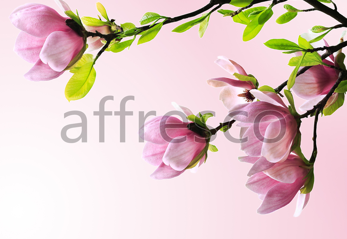 ID12676 | Flowers | magnolia branches | Affresco Factory