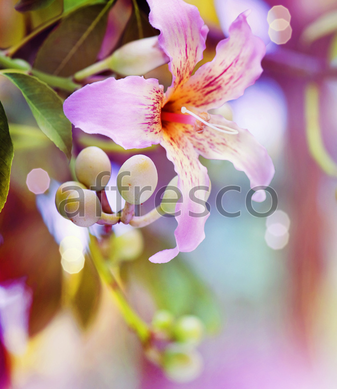 ID12731 | Flowers | delicate lily flower | Affresco Factory
