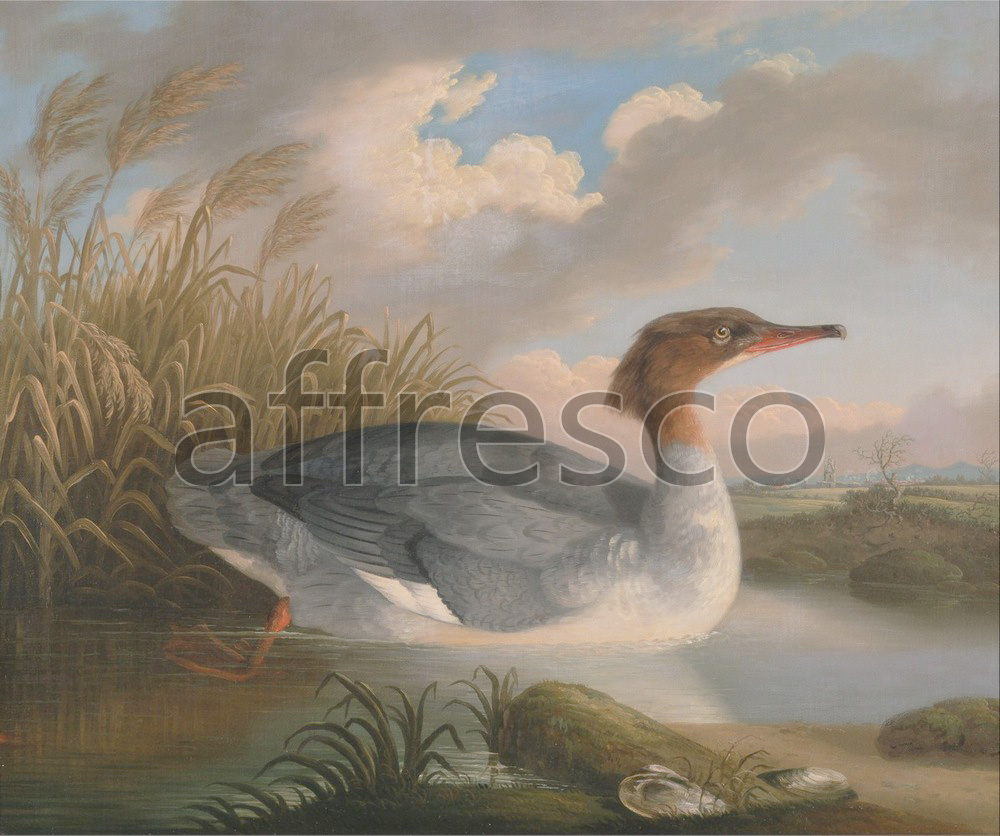 Paintings of animals | Robert Wilkinson Padley A Dun Diver Goosander | Affresco Factory