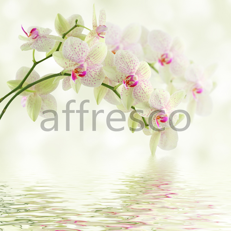ID12674 | Flowers | orchid branch above water | Affresco Factory