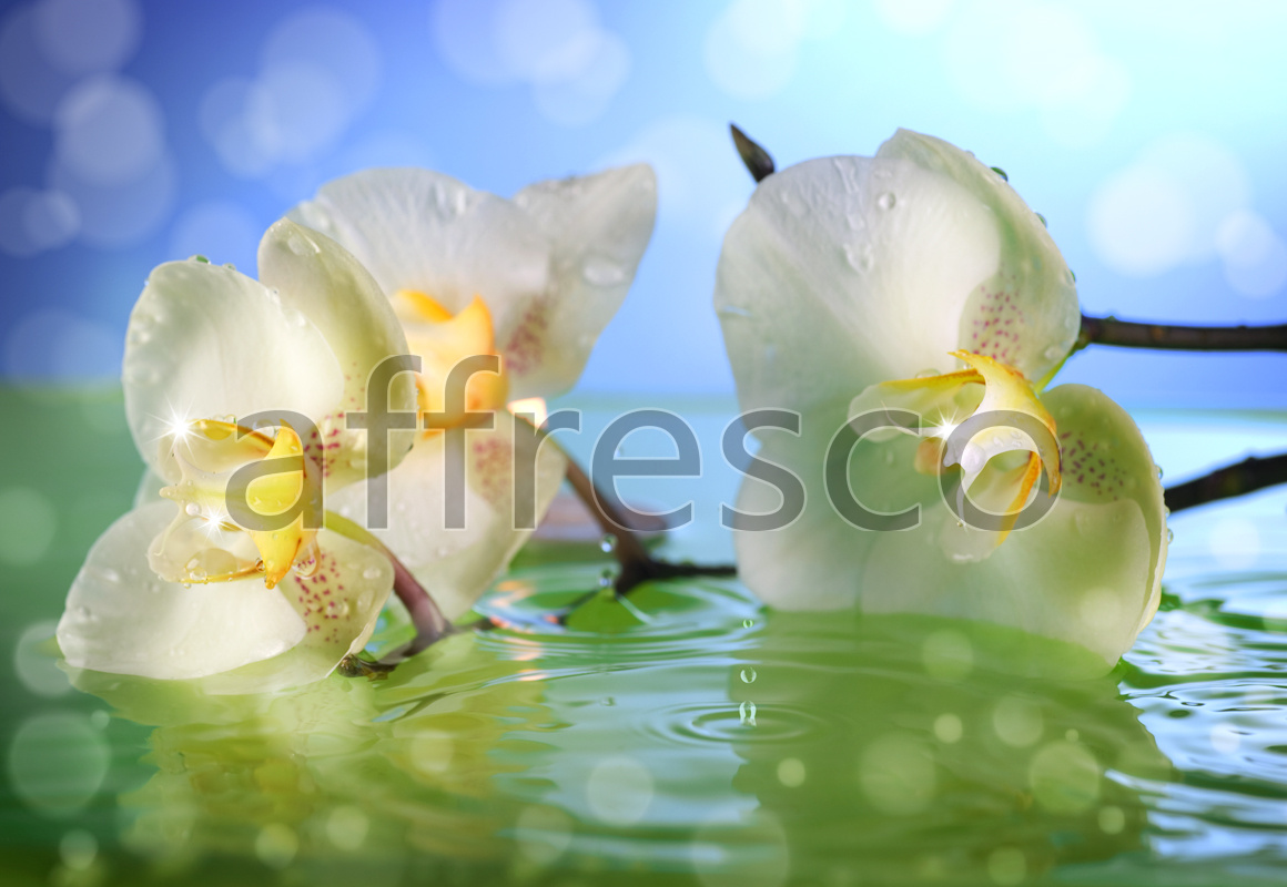 ID11746 | Flowers | water orchid | Affresco Factory