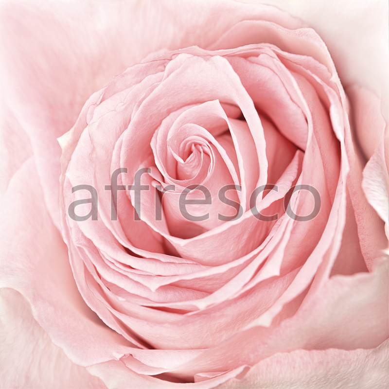 ID12825 | Flowers | pink petals | Affresco Factory