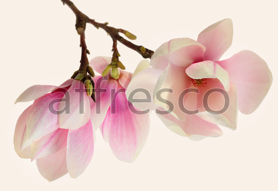 ID12808 | Flowers | branch with delicate flowers | Affresco Factory