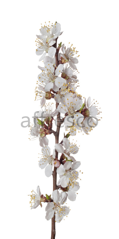 ID11806 | Flowers | branch of sakura | Affresco Factory